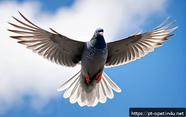 비둘기 품종별 특징 관련 이미지 1